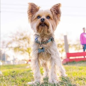 Meet your Posher, Peyton